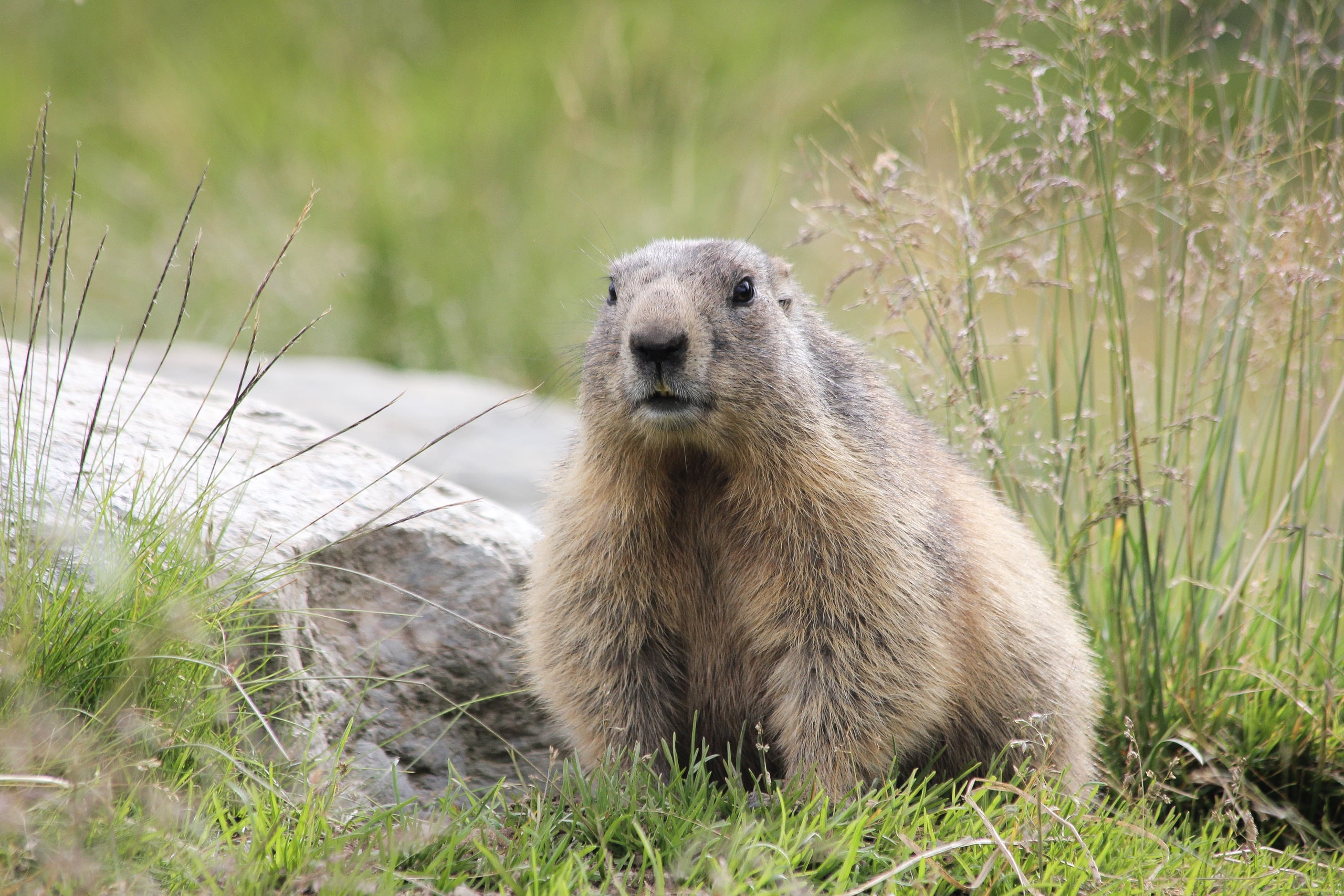 How a beaver left hundreds of people without internet in Canada