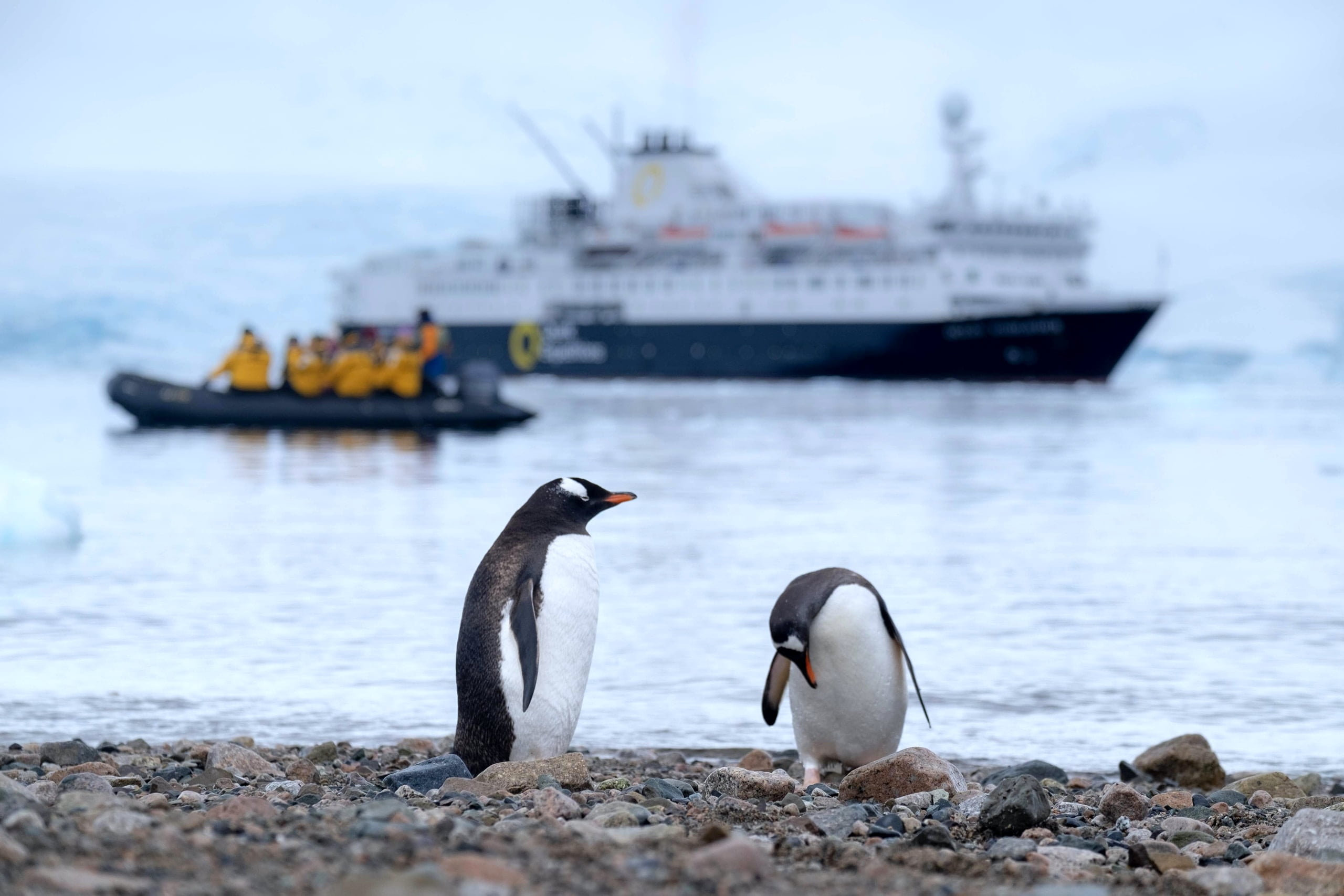 Visit Antarctica from Google Street View: we talked to the Uruguayan who wants it to be possible